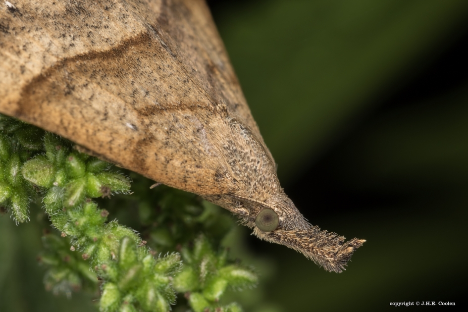 Snuit - Geleedpotigen - Bruine snuituil