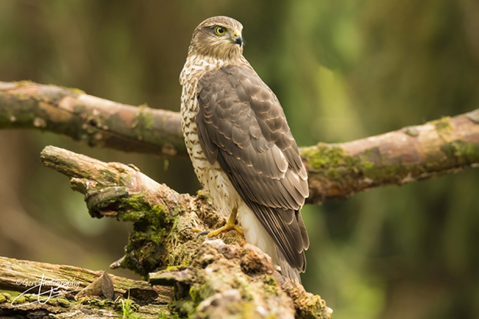 Sperwer (V) - Vogels - Sperwer