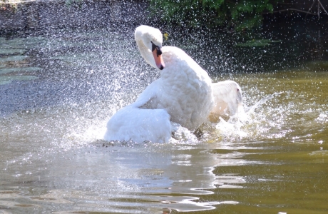 Spetter, spieter, spater lekker in het water ( Herman van Veen)