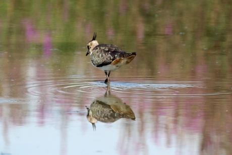 Spiegeltje, spiegeltje aan de wand