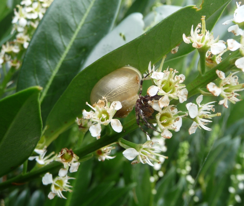 Spin op bezoek bij slak - Geleedpotigen - 