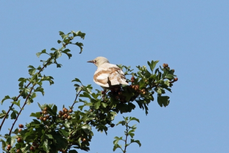 Spreeuw met pigmentgebrek