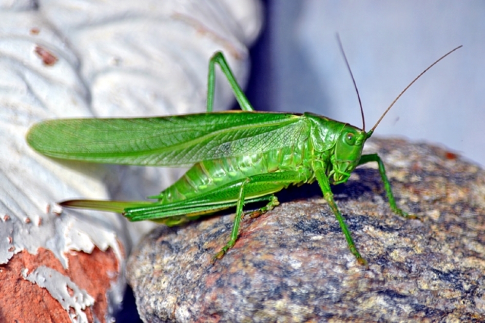 Sprinkhaan - Geleedpotigen - 