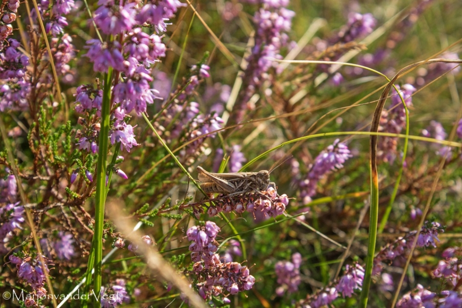 Sprinkhaan - Geleedpotigen - Sprinkhaan