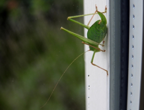 Sprinkhaan in raamkozijn