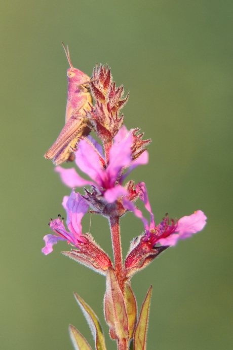 sprinkhaan uit de biguttulus-groep