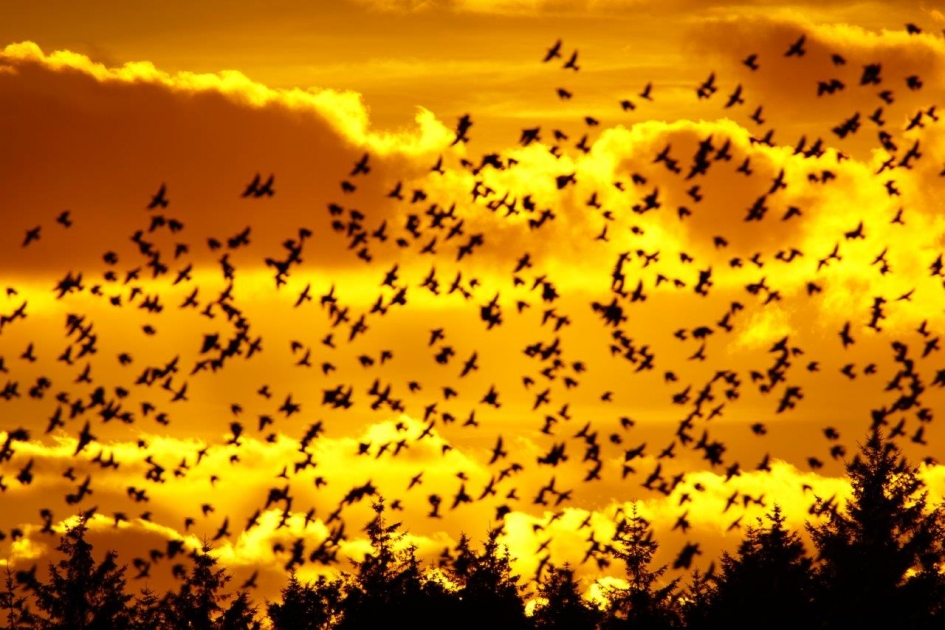 Spreuwen lucht - Vogels - Spreeuwen