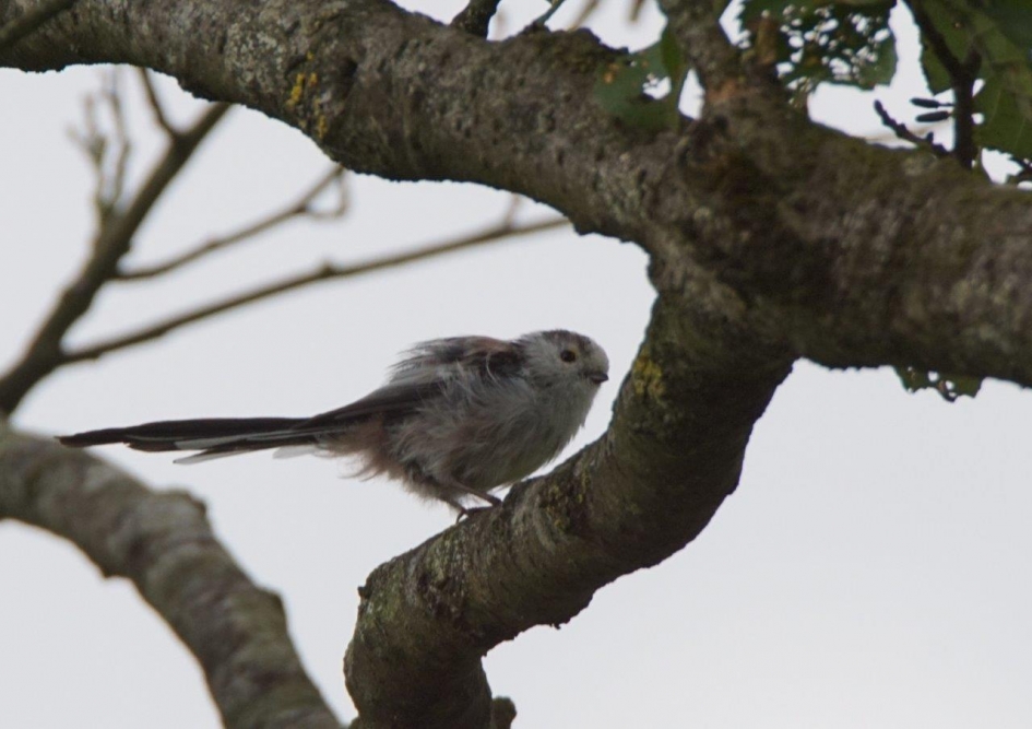 Staartmees - Vogels - staartmees