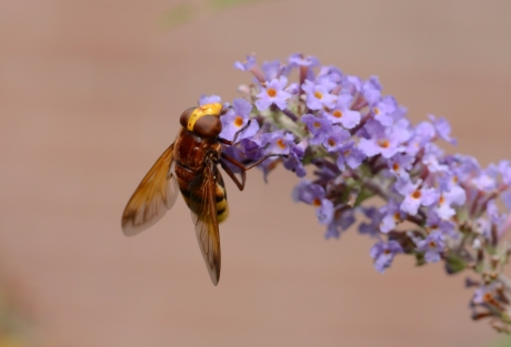 Stadsreus of Hoornaarzweefvlieg