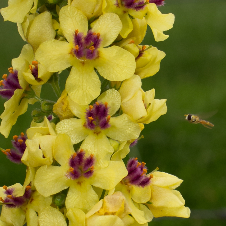 Stengelvormige plant met gele bloemen en lila hart - Planten - 