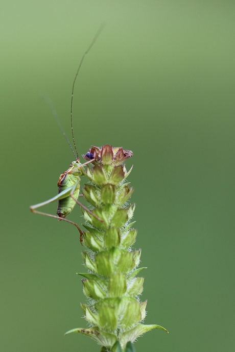 struiksprinkhaan -nimf-
