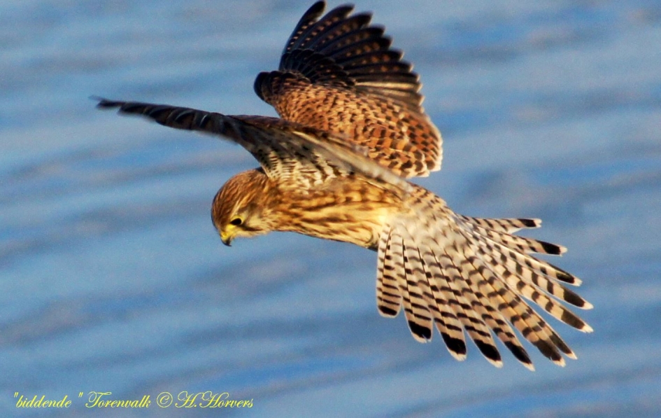 Torenvalk - Vogels - 