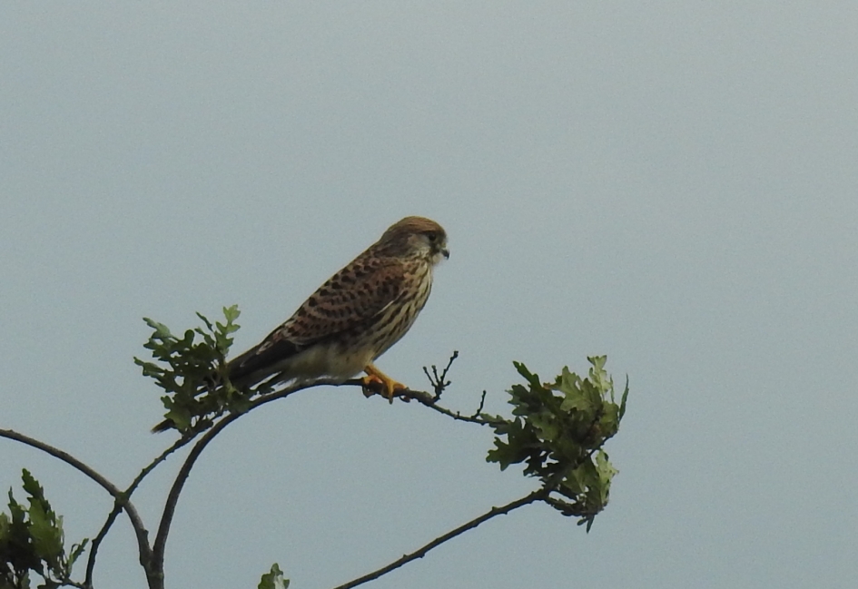 Torenvalk - Vogels - Torenvalk