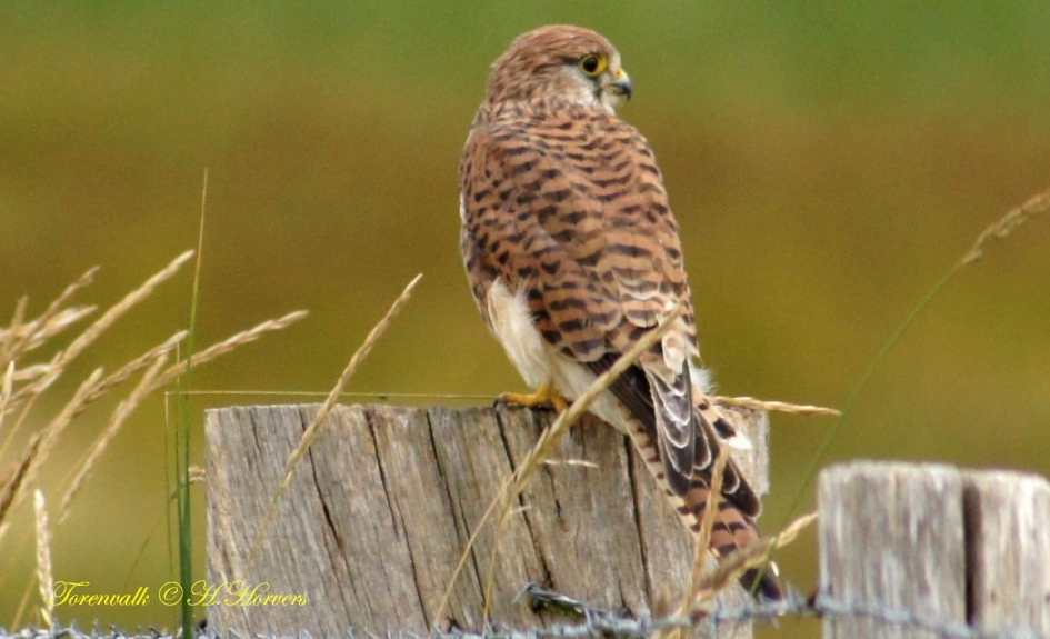 torenvalk - Vogels - torenvalk