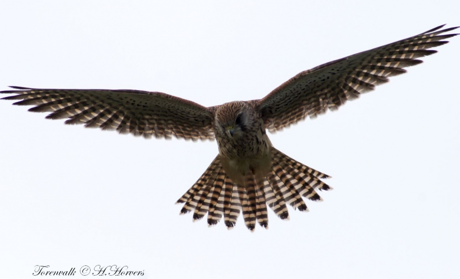 torenvalk - Vogels - torenvalk