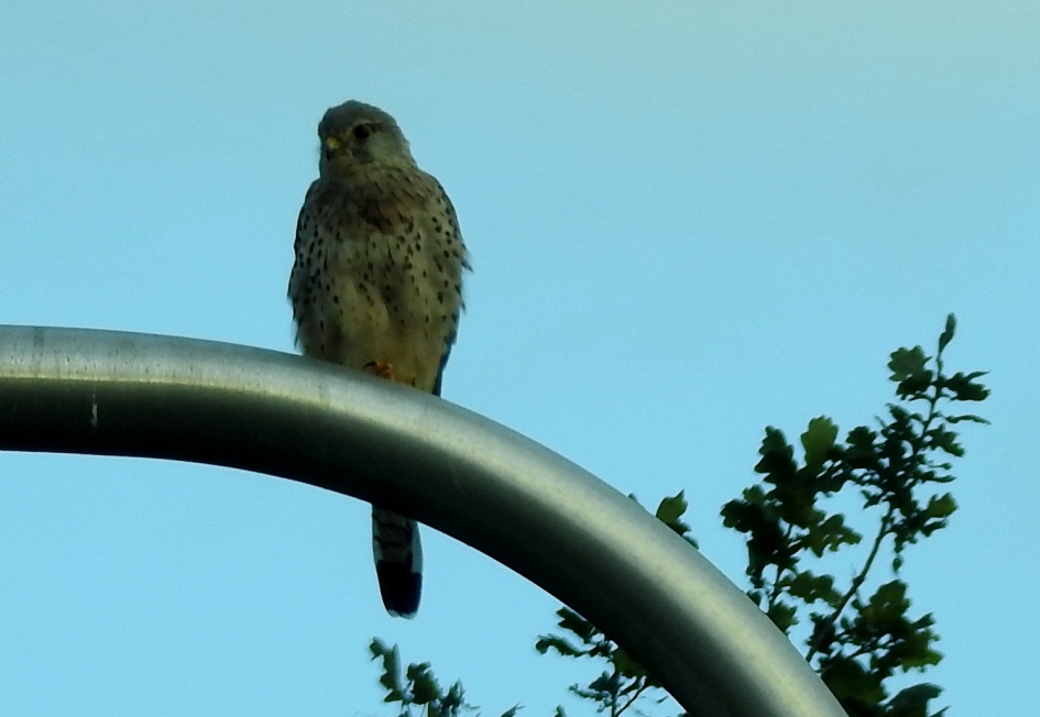 Torenvalk op lantaarnpaal - Vogels - Torenvalk