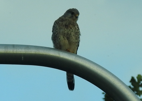 Torenvalk op lantaarnpaal ziet prooi.