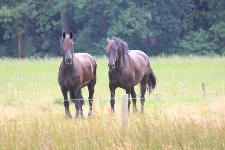 Twee paarden