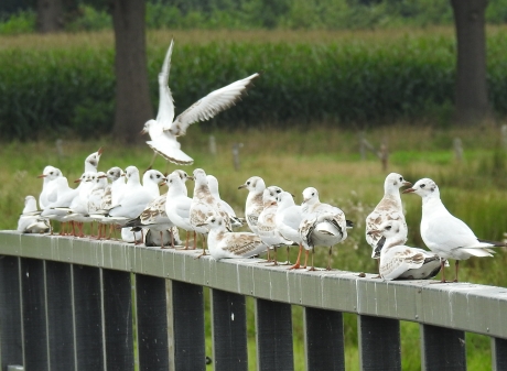 Twintig kleine vogeltjes zaten op een hek.