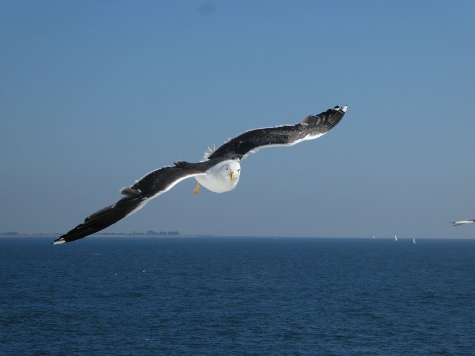 vanaf de boot naar Texel - Vogels - 