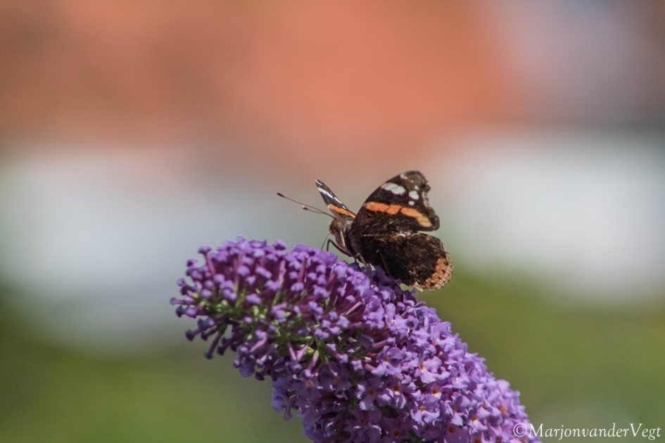 Vanessa Atalanta - Geleedpotigen - Vanessa Atalanta