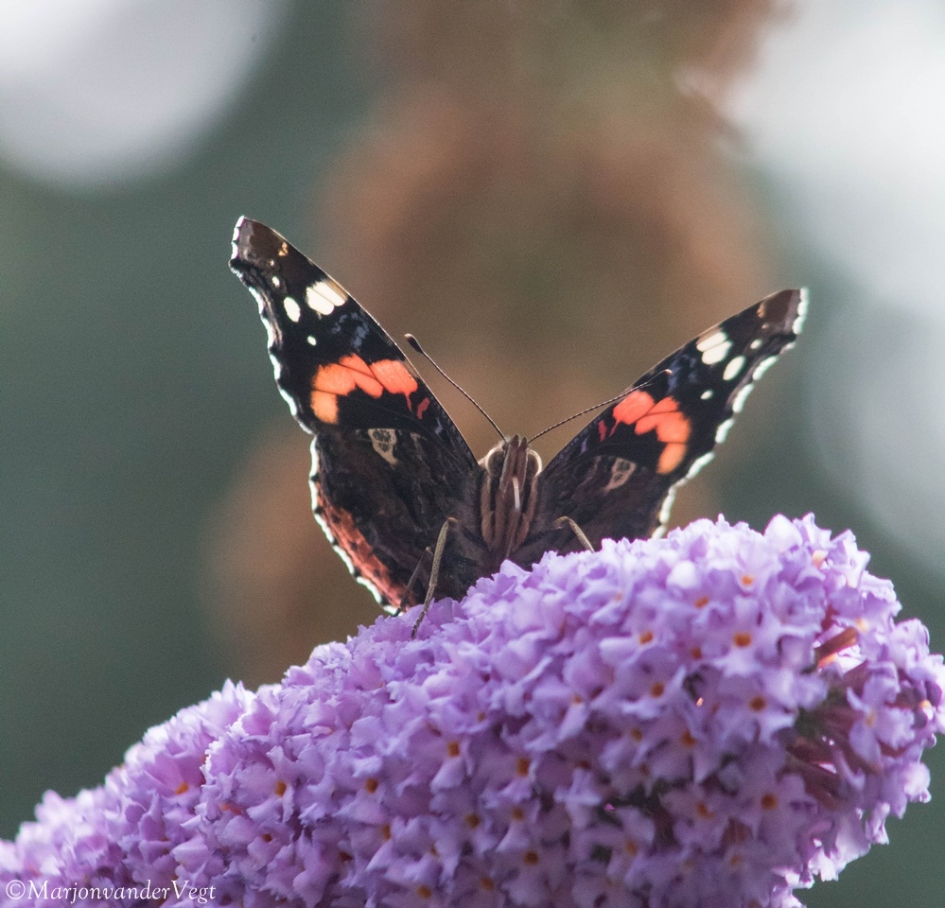 Vanessa Atalanta - Geleedpotigen - Vanessa Atalanta