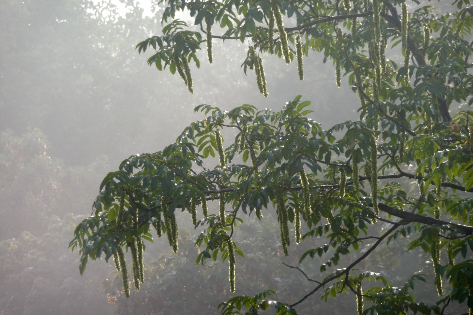 Vanmorgen... - Planten - 