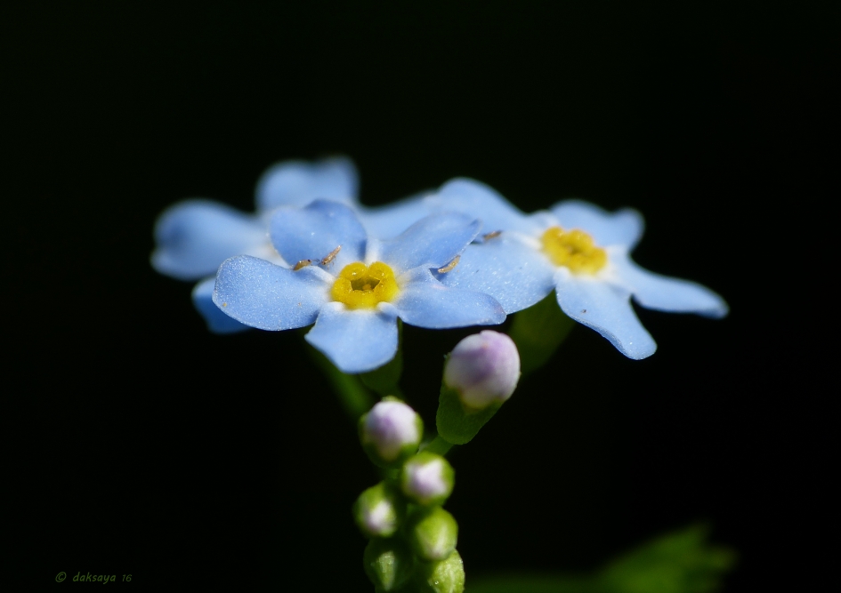 Vergeet-mij-nietje - Planten - Vergeet-mij-nietje