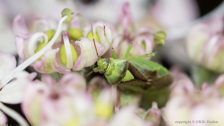 Verstopt - Geleedpotigen - Blindwants