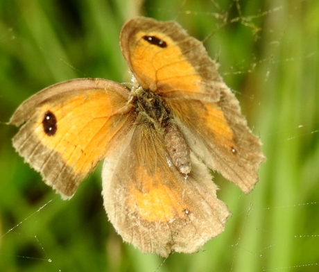 Verstrikt in spinnenweb