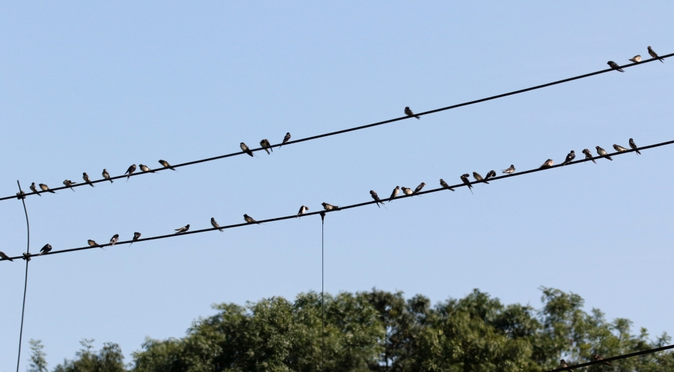 Verzamelen... - Vogels - 