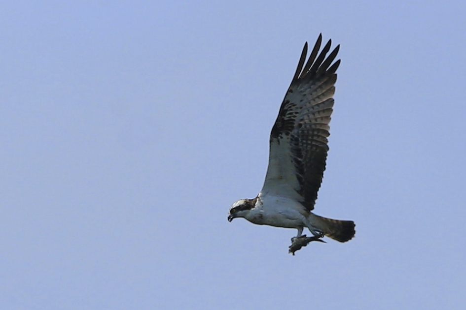 Visarend - Vogels - Visarend