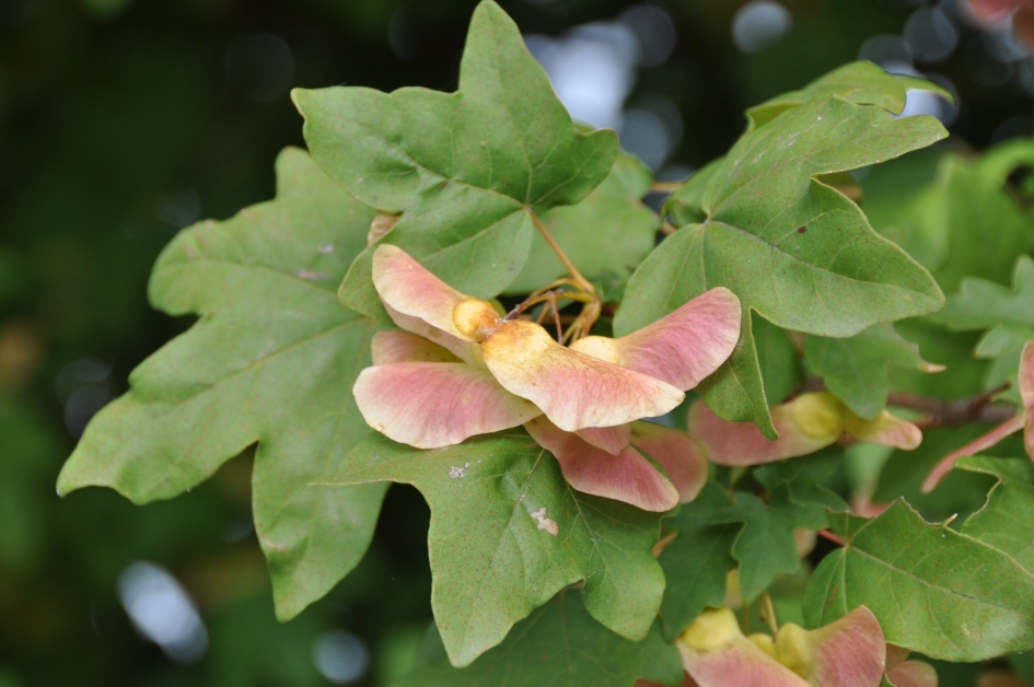 "Vleugeltje" - Planten - 