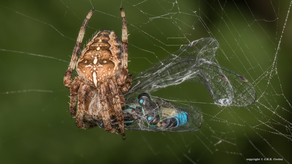 Voedsel - Geleedpotigen - Kruisspin