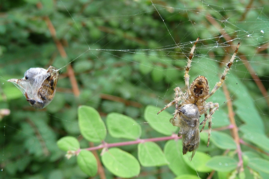 Vol web... - Geleedpotigen - 