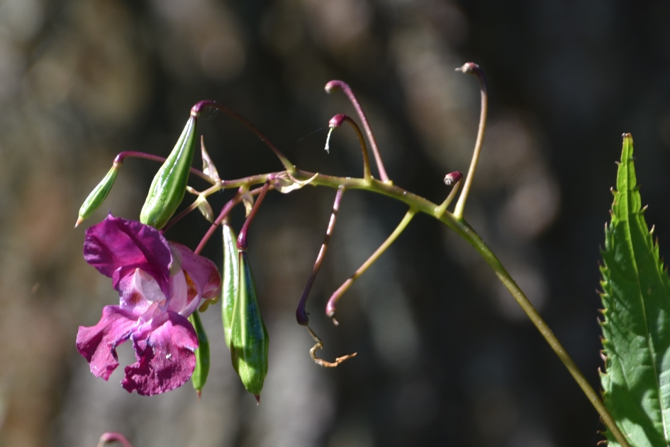 Voorbij.. - Planten - 