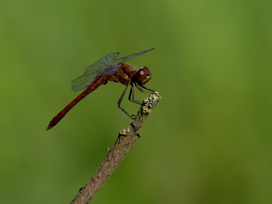 Vuurlibel - Geleedpotigen - Vuurlibel