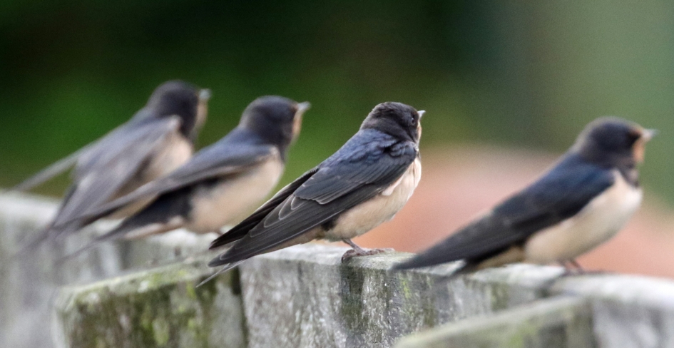 Waar blijft het eten? - Vogels - 