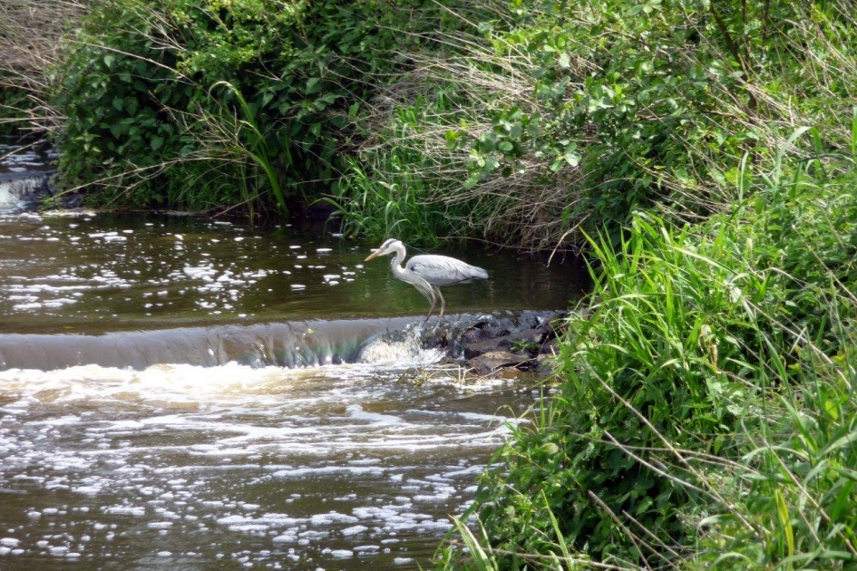 Waar blijven de visjes... - Vogels - 