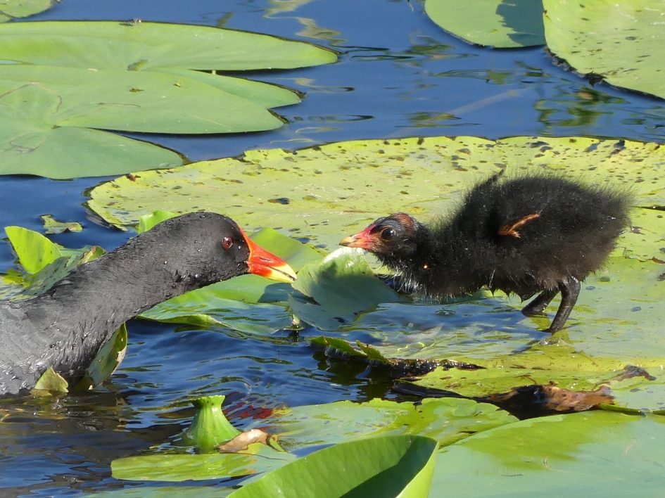 Waterhoen, oud en jong - Vogels - Waterhoen