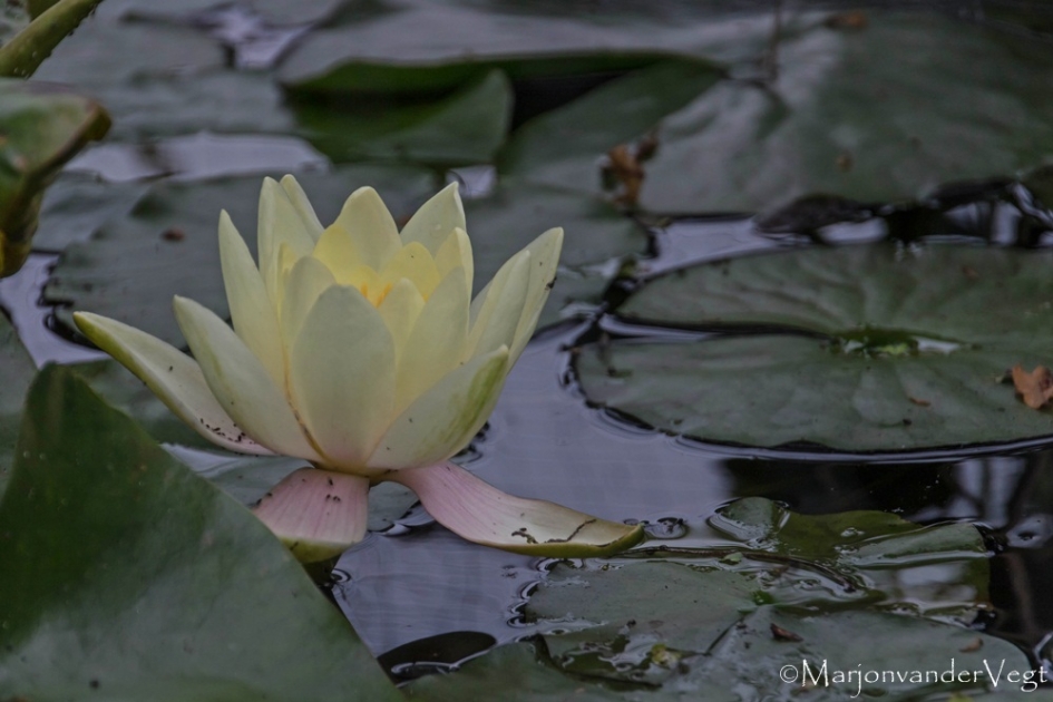 Waterlelie - Planten - water lelie