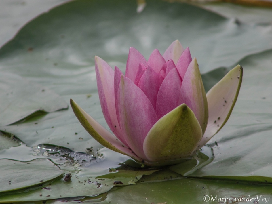 Waterlelie - Planten - Waterlelie
