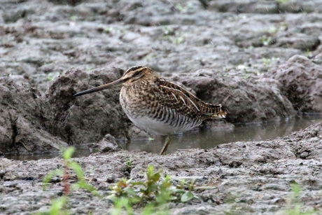 Ooit 100 gulden waard...