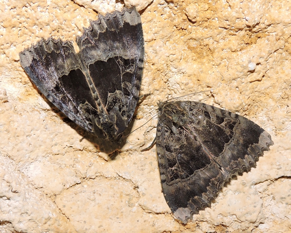 Weeskinderen - Geleedpotigen - Zwart weeskind