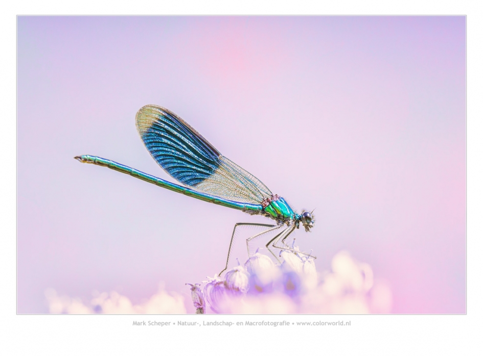 Weidebeekjuffer - Geleedpotigen - Weidebeekjuffer