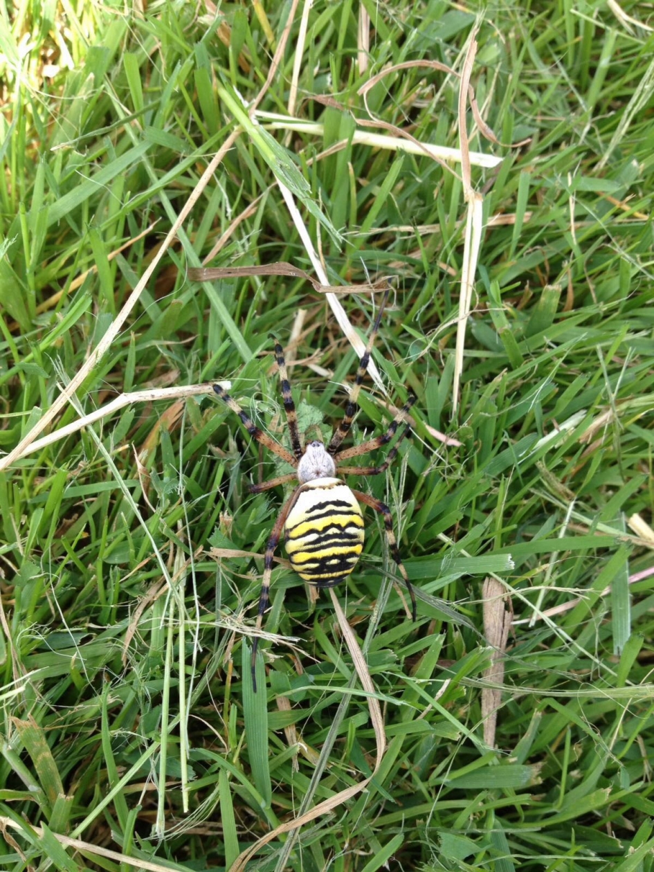 Wespspin - Geleedpotigen - 