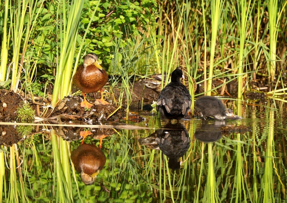 widle eend - Vogels - Wilde eend