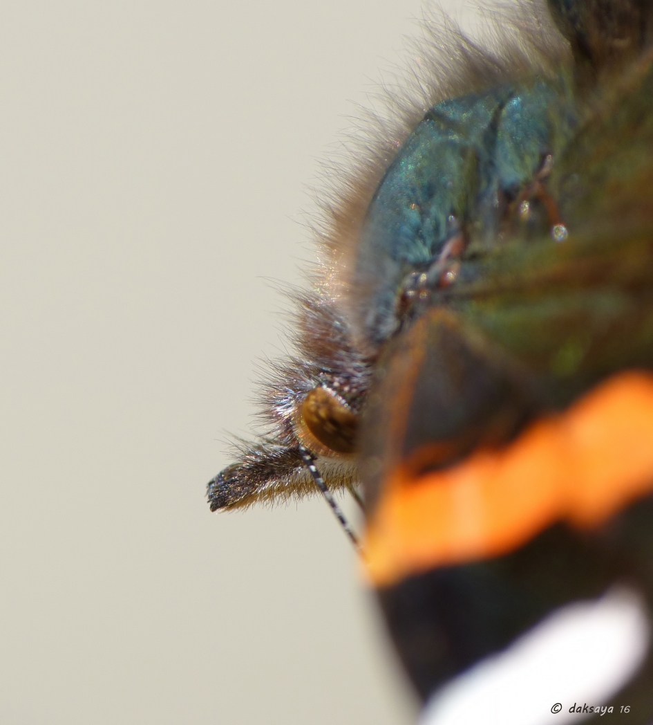 Wie ben ik? - Geleedpotigen - 