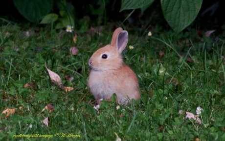 Wild roodkleurig konijntje