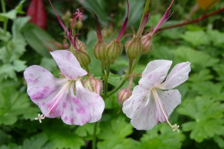 Wilde geranium